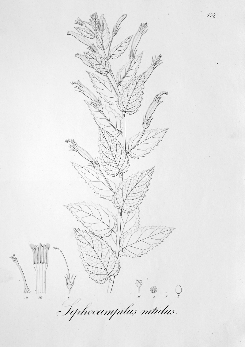 Pérovka z: Pohl: Plantarum Brasiliae (1828)