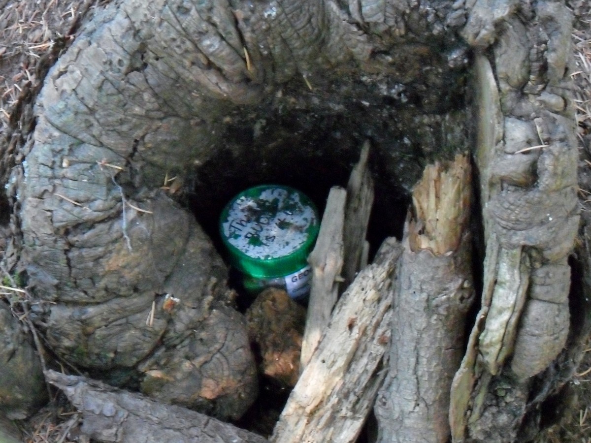 Schránka ukrytá v dutině stromu